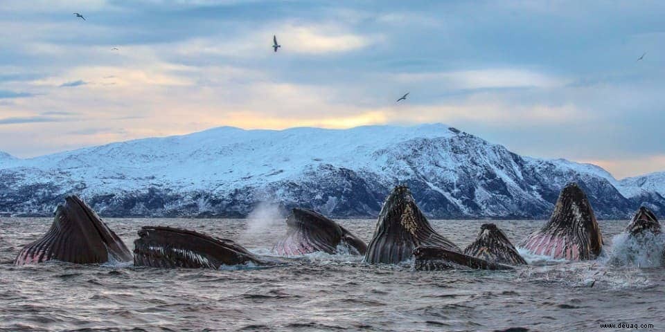 Norwegische Fjorde:Kreuzfahrten für Entdecker 