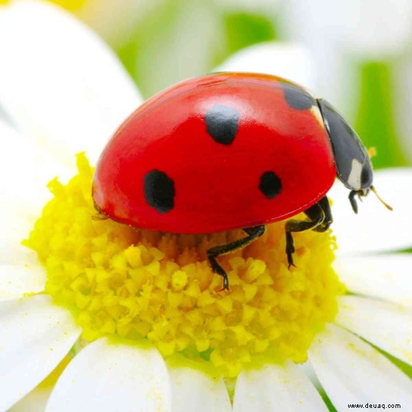 Nützlinge:ein natürliches Pestizid für Ihren Garten 