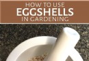 Wie man Eierschalen in der Gartenarbeit verwendet 