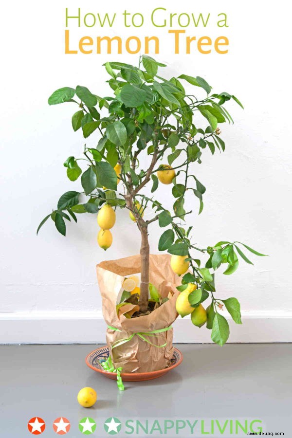 Wie man einen Zitronenbaum züchtet 