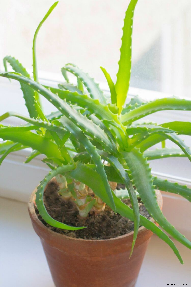 Wie man eine Aloe Vera Pflanze pflegt 
