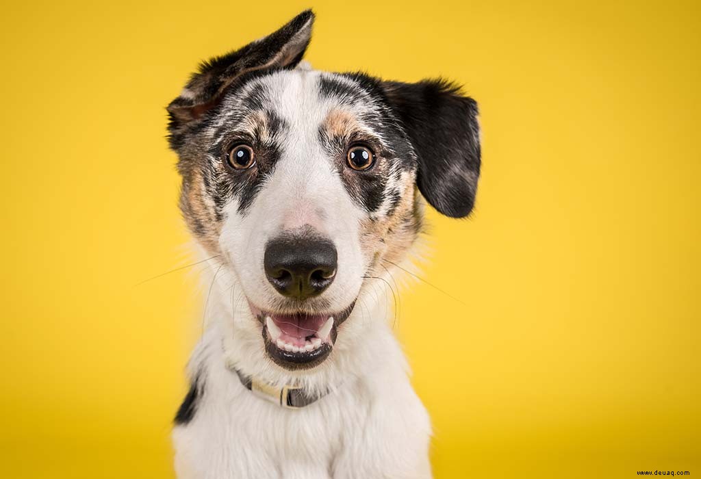 Die 80 besten Tierwitze für Kinder, die sie zum Lachen bringen 