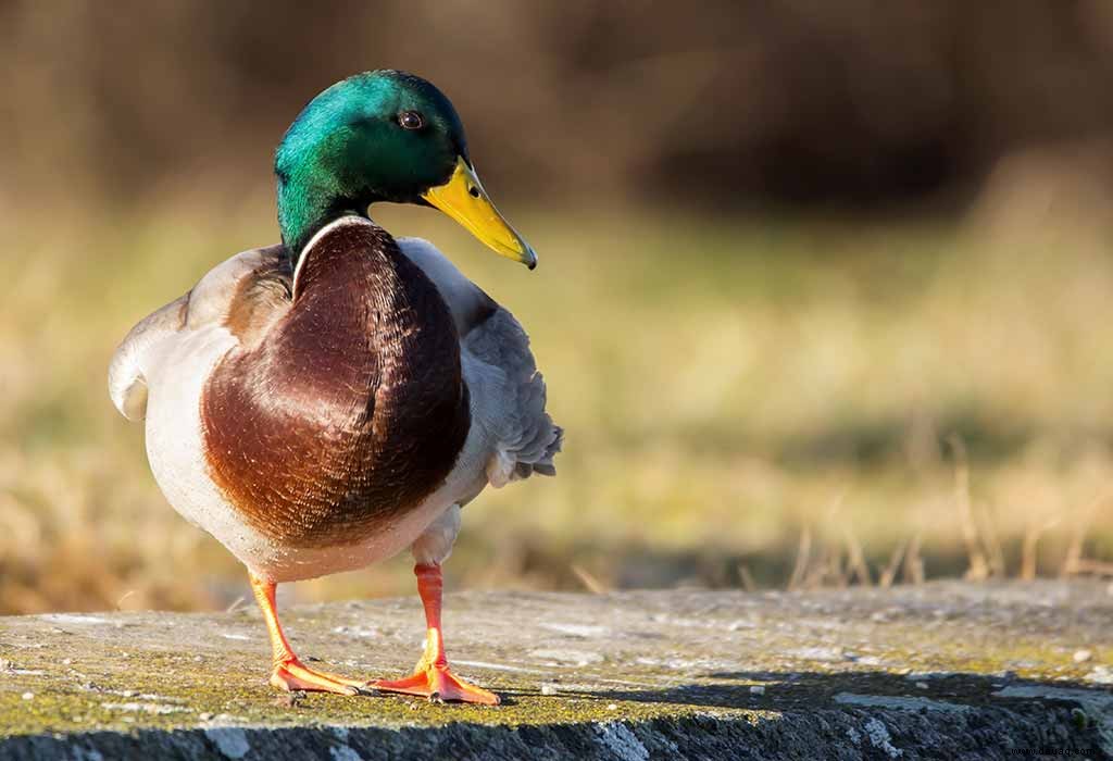 Die 80 besten Tierwitze für Kinder, die sie zum Lachen bringen 