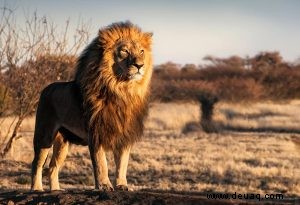 Spannende und lustige Fakten über Tiere für Kinder 