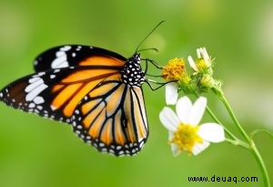 Interessante Schmetterling Fakten und Informationen für Kinder 