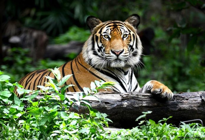 Interessante Tiger-Fakten und Informationen für Kinder 