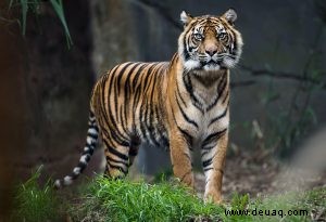 Interessante Tiger-Fakten und Informationen für Kinder 
