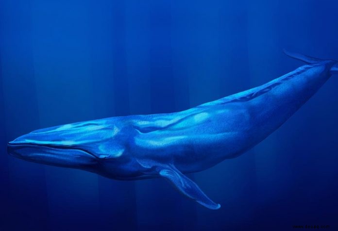Erstaunliche Informationen und Fakten über Blauwale für Kinder 