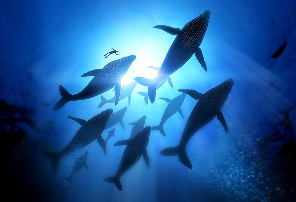 Erstaunliche Informationen und Fakten über Blauwale für Kinder 
