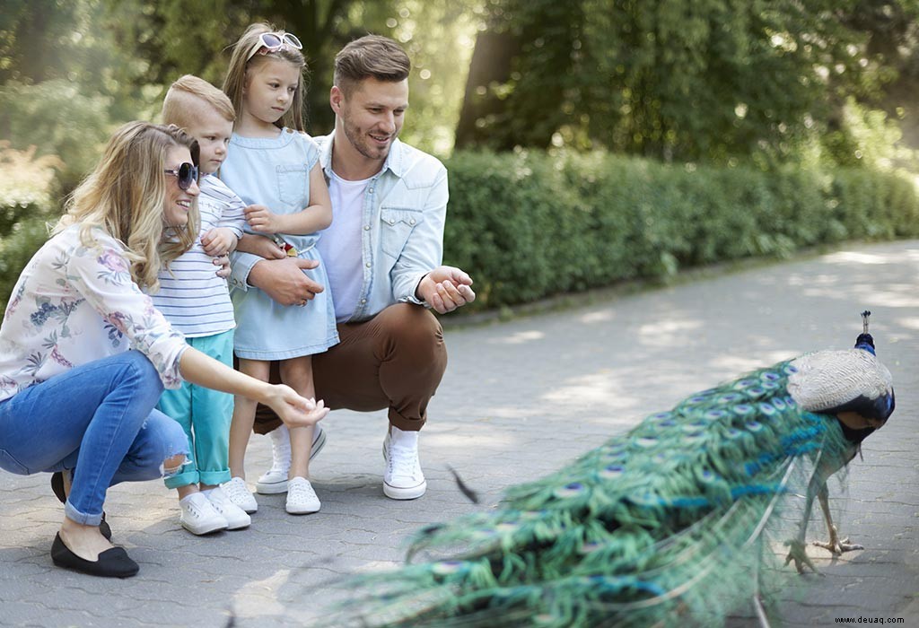 20 interessante Fakten und Informationen über Pfauen für Kinder 