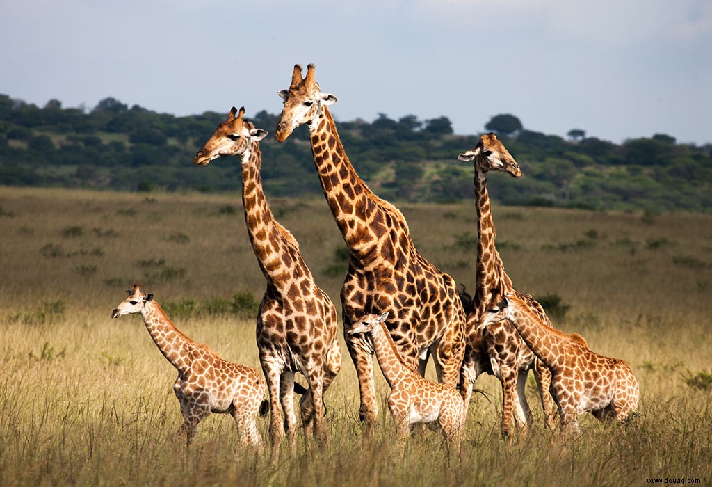 Interessante Fakten über die Giraffe (das größte Säugetier) für Kinder 