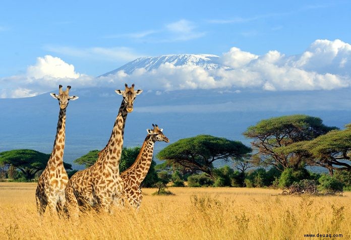 Interessante Fakten über die Giraffe (das größte Säugetier) für Kinder 