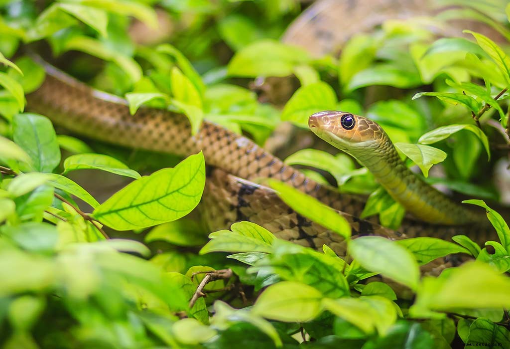 15 faszinierende Fakten und Informationen zu Schlangen für Kinder 