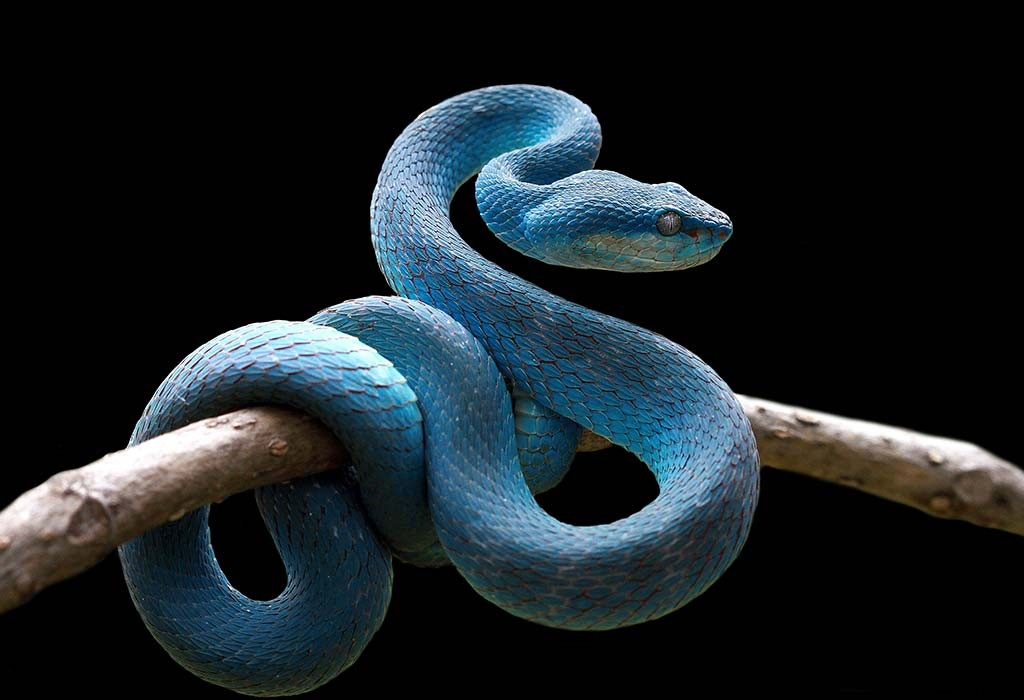 15 faszinierende Fakten und Informationen zu Schlangen für Kinder 