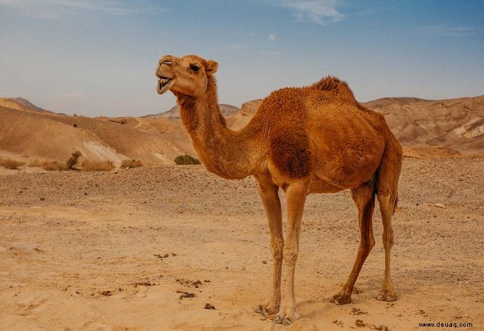 10 faszinierende Fakten über Kamele für Kinder 