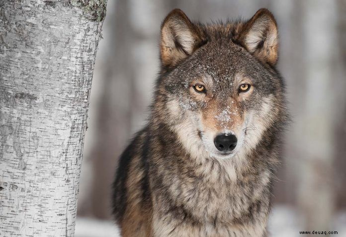 20 faszinierende Wolfsfakten für Kinder 