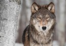 20 faszinierende Wolfsfakten für Kinder 
