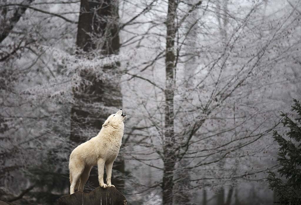 20 faszinierende Wolfsfakten für Kinder 