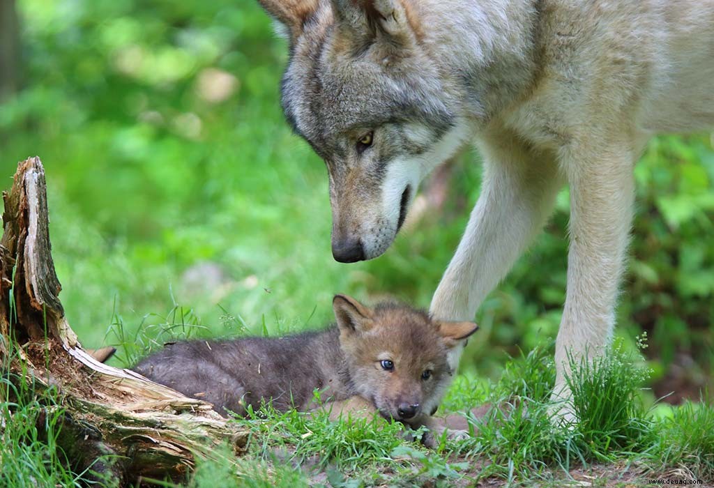 20 faszinierende Wolfsfakten für Kinder 