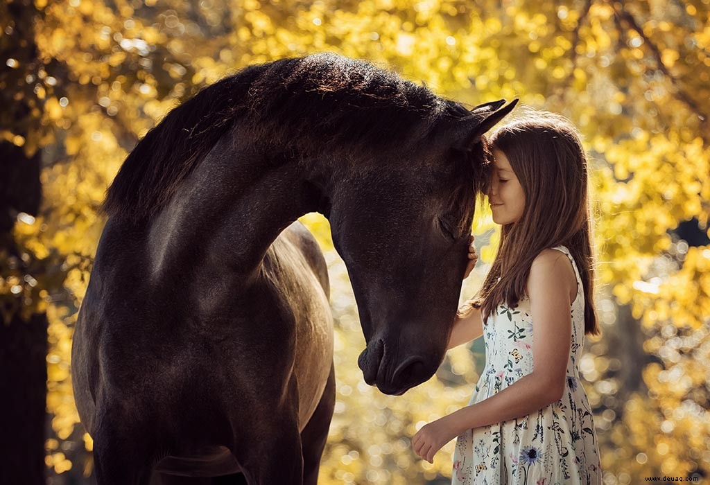 Wissenswertes über Pferde für Kinder 