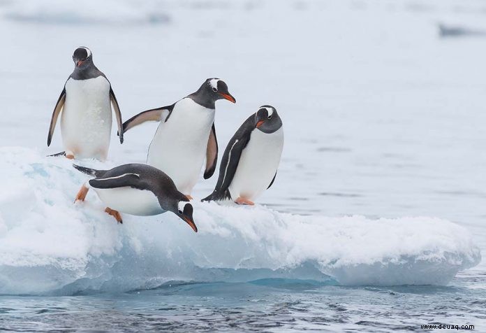 Interessante Pinguin-Fakten für Kinder 