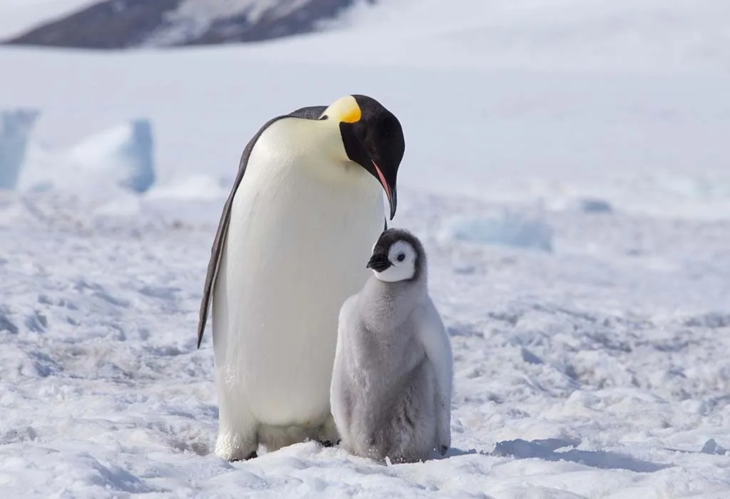 Interessante Pinguin-Fakten für Kinder 