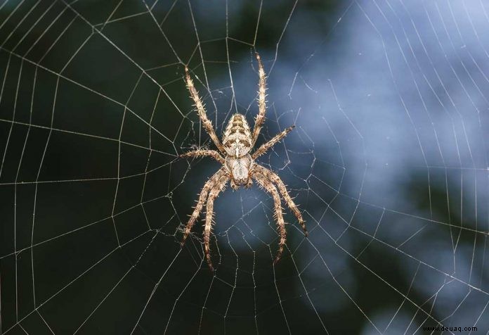20 faszinierende Fakten über Spinnen für Kinder 
