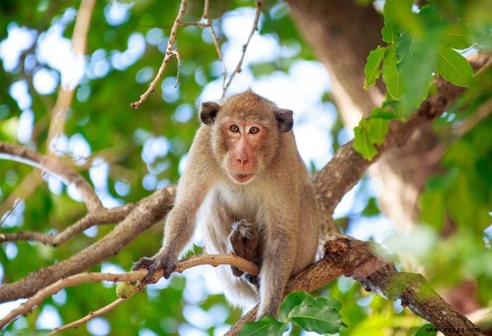 10 Fakten über Affen für Kinder 