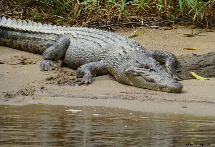 Faszinierende Fakten und Informationen über Krokodil für Kinder 