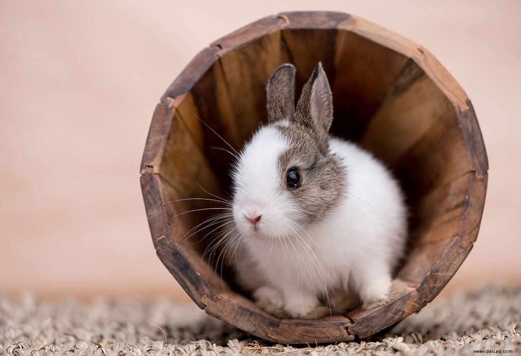 10 der besten Haustiere für Ihre Kinder 