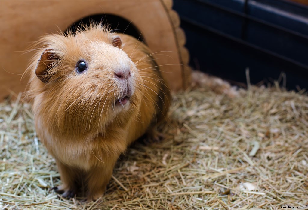 10 der besten Haustiere für Ihre Kinder 