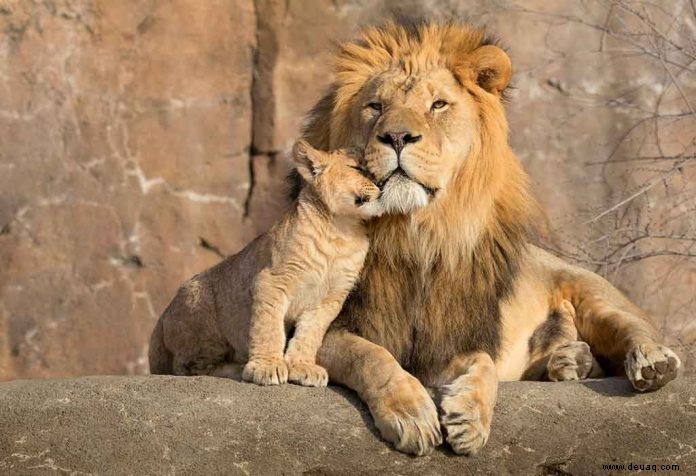 Lustige und interessante Fakten über Lions für Kinder 
