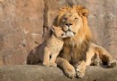 Lustige und interessante Fakten über Lions für Kinder 