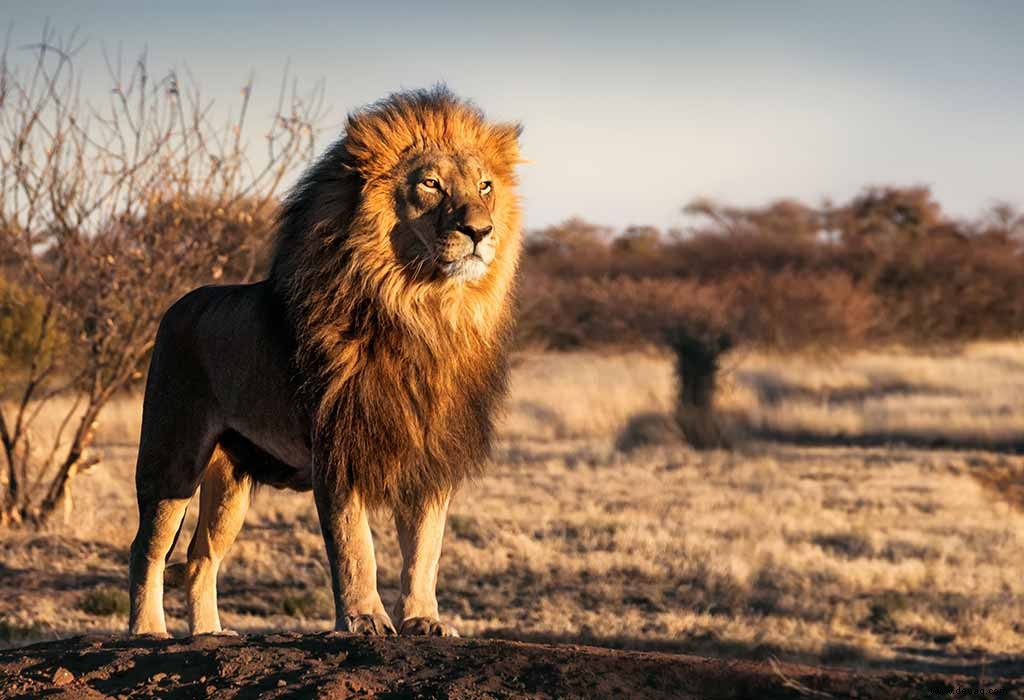 Lustige und interessante Fakten über Lions für Kinder 