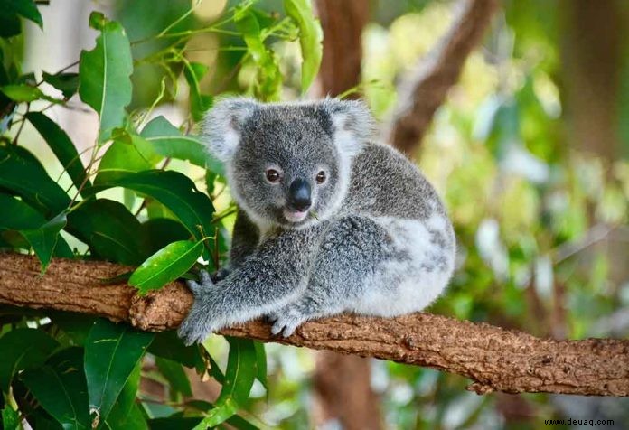 Interessante Fakten über Koalas für Kinder 