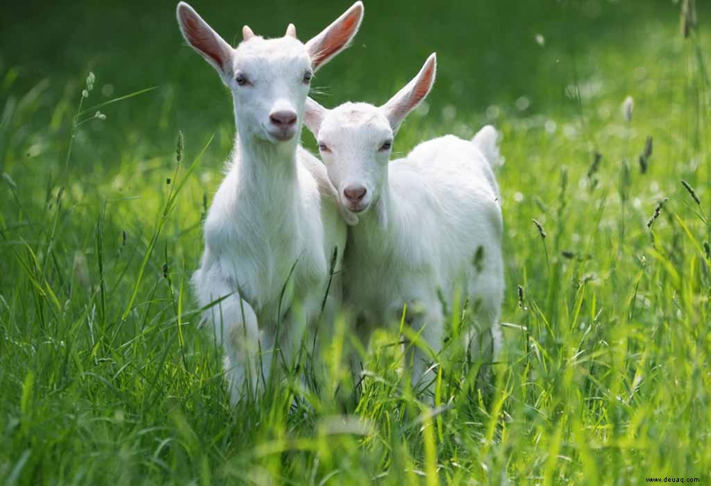 Interessante Fakten über Ziegen für Kinder 