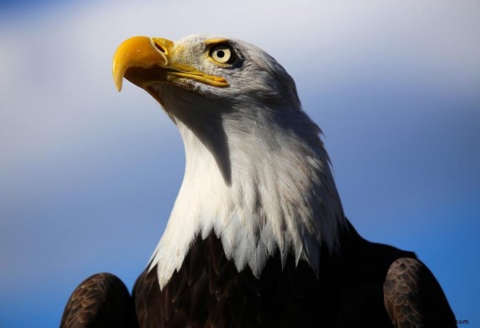 Interessante Fakten über den Nationalvogel der USA für Kinder 