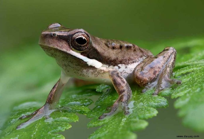 Lebenszyklus eines Frosches für Kinder 