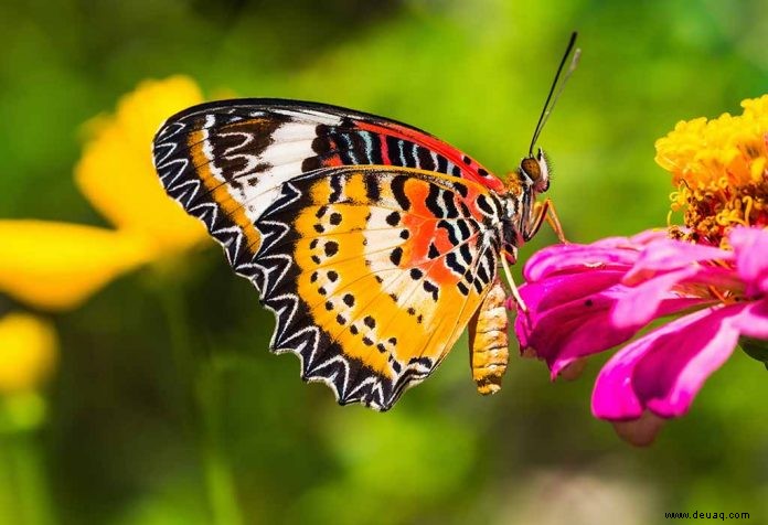 Lebenszyklus eines Schmetterlings für Kinder 