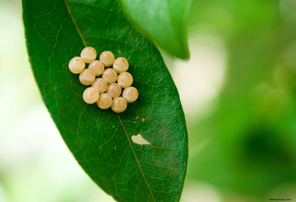 Lebenszyklus eines Schmetterlings für Kinder 