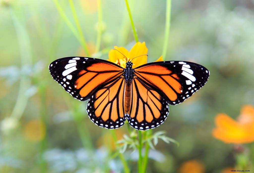Lebenszyklus eines Schmetterlings für Kinder 