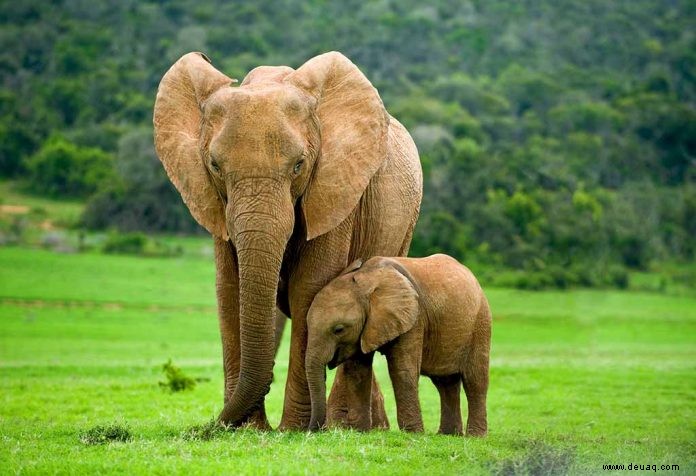Erstaunliche Fakten über Elefanten für Kinder 
