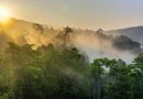Lustige Fakten über Regenwälder für Kinder 