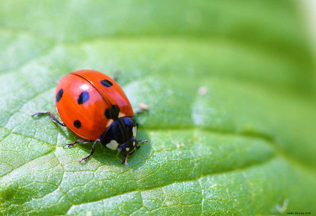 15 coole Fakten über Marienkäfer für Kinder 