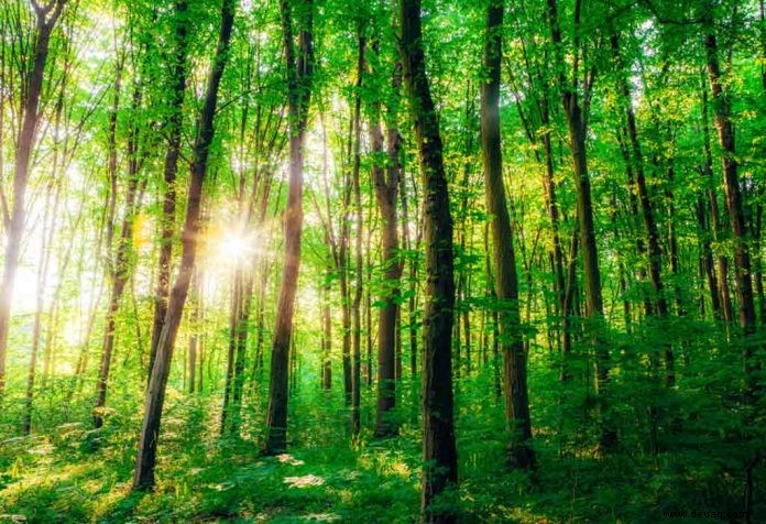 Interessante Fakten über Wälder für Kinder 