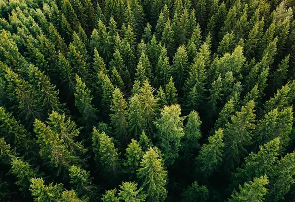 Interessante Fakten über Wälder für Kinder 