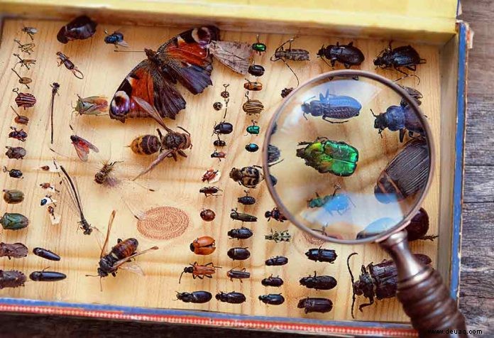 Interessante Fakten über Insekten für Kinder 