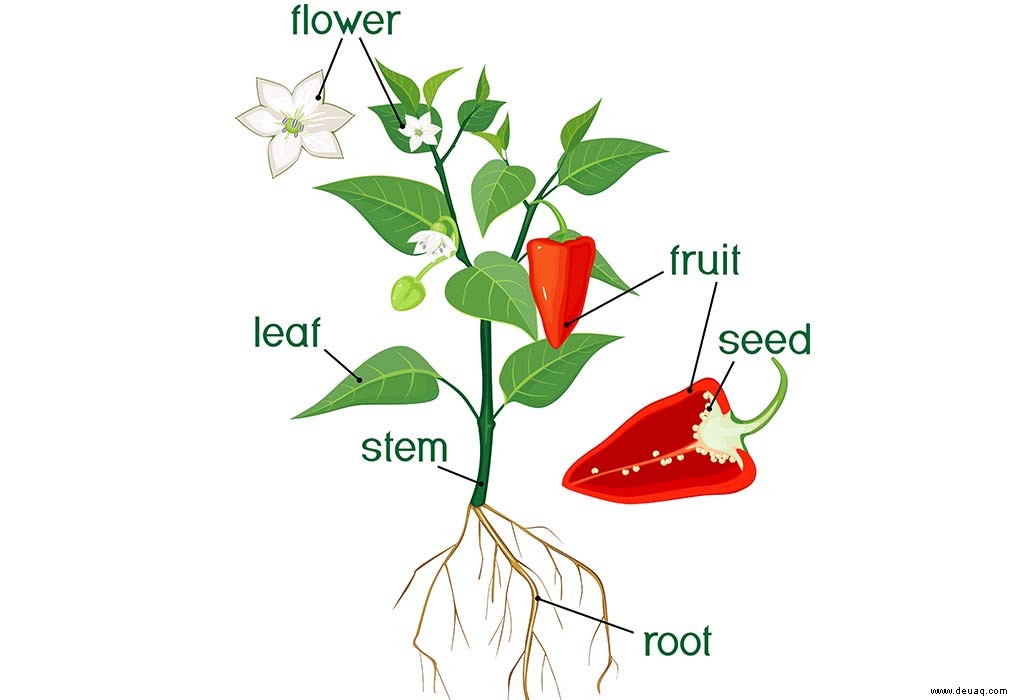 Faszinierende Informationen über Teile einer Pflanze für Kinder 
