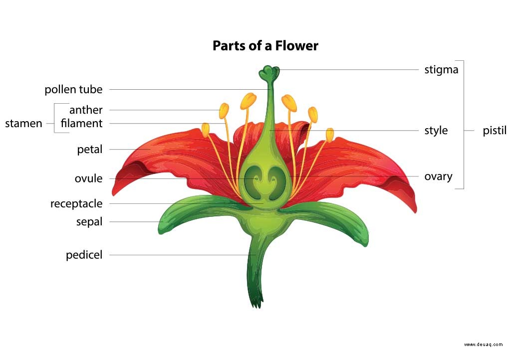 Teile einer Blume für Kinder 