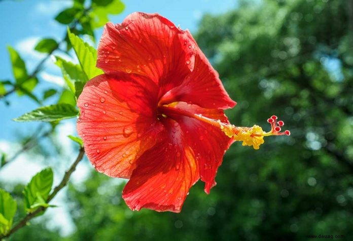 Teile einer Blume für Kinder 